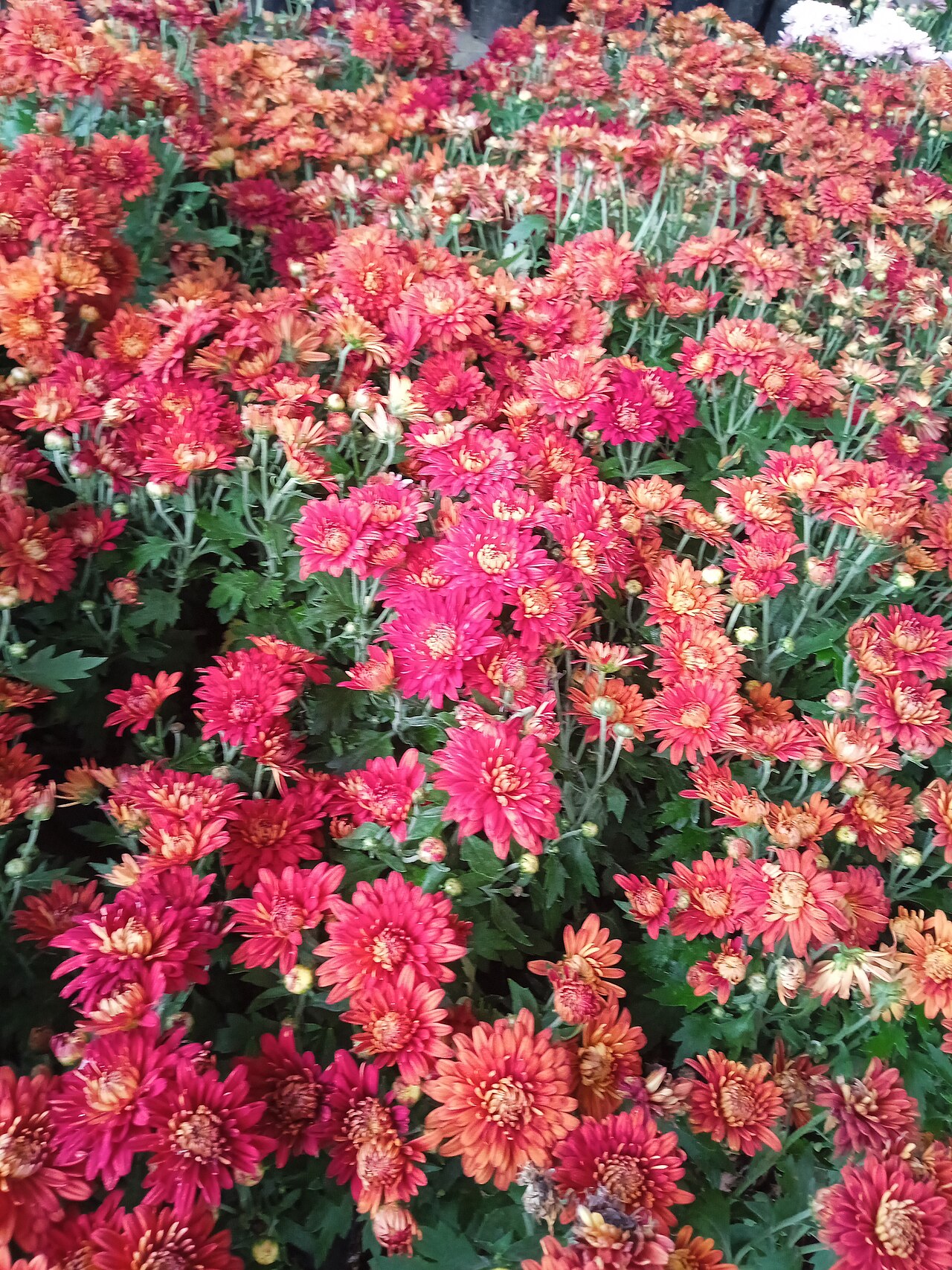 Orange and red chrysanthemums in full bloom, a flower associated with Chung Yeung customs
