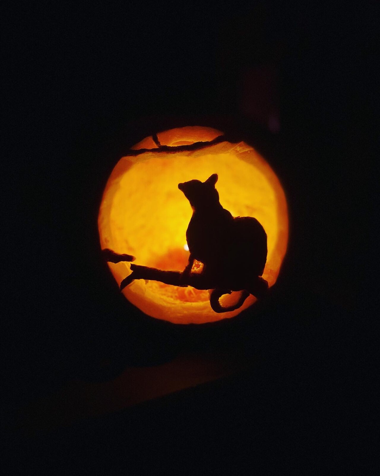 Carved Halloween jack-o'-lantern glowing with a cat silhouette against a dark background